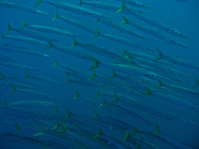 Sphyraena argentea (Barracuda californiano)